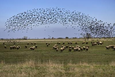 Hortobágy-stock-foto