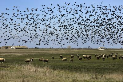 Hortobágy-stock-foto