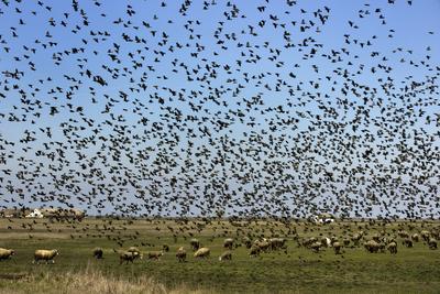 Hortobágy-stock-foto