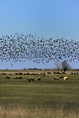 Hortobágy-stock-foto