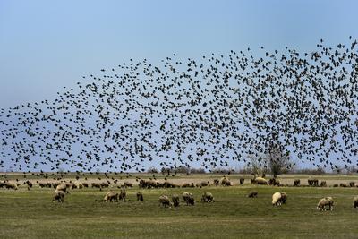 Hortobágy-stock-foto