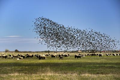 Hortobágy-stock-foto