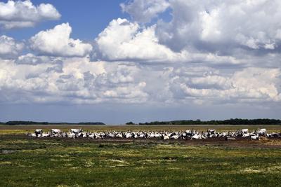 Hortobágy-stock-foto
