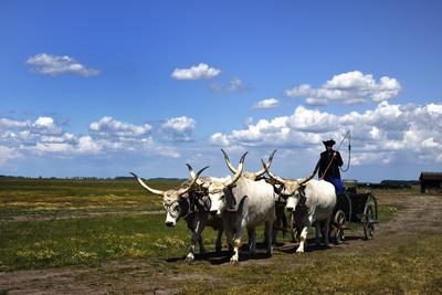 Hortobágy-stock-foto