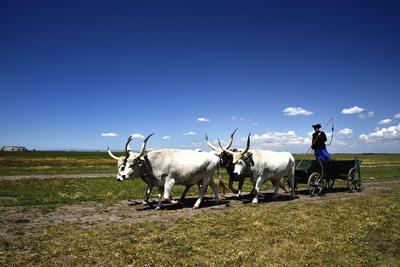 Hortobágy-stock-foto