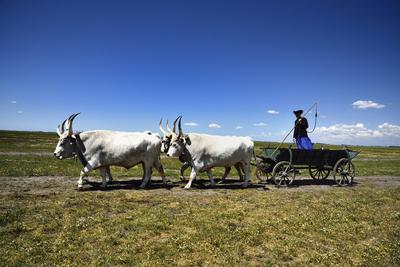 Hortobágy-stock-foto