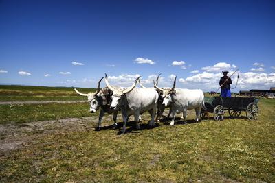 Hortobágy-stock-foto