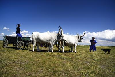 Hortobágy-stock-foto