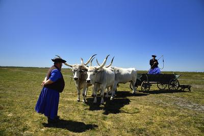Hortobágy-stock-foto