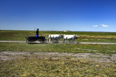 Hortobágy-stock-foto