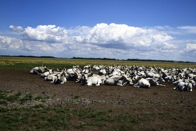 Hortobágy-stock-foto