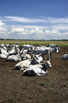 Hortobágy-stock-foto