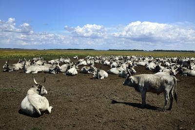 Hortobágy-stock-foto