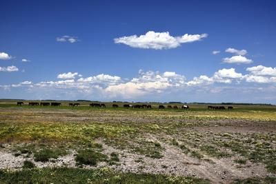 Hortobágy-stock-foto