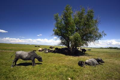 Hortobágy-stock-photo