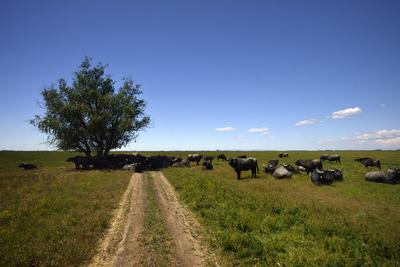 Hortobágy-stock-foto