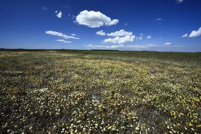 Hortobágy-stock-foto