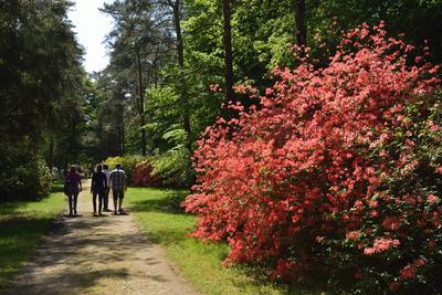 Jeli arborétum-stock-foto