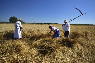 Jászapáti Aratónap-stock-foto