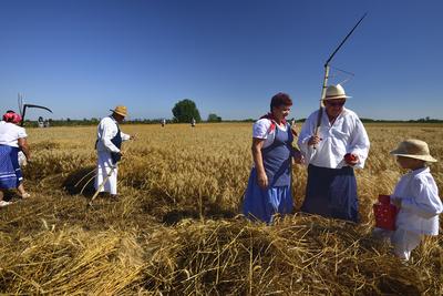 Jászapáti Aratónap-stock-foto