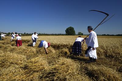 Jászapáti Aratónap-stock-foto