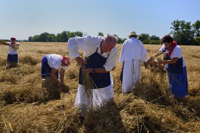 Jászapáti Aratónap-stock-foto