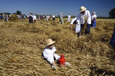 Jászapáti Aratónap-stock-foto