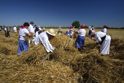 Jászapáti Aratónap-stock-foto