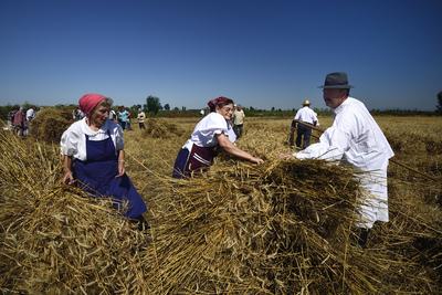 Jászapáti Aratónap-stock-foto