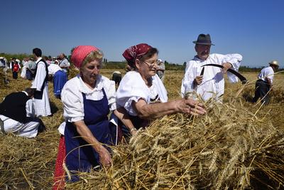 Jászapáti Aratónap-stock-foto
