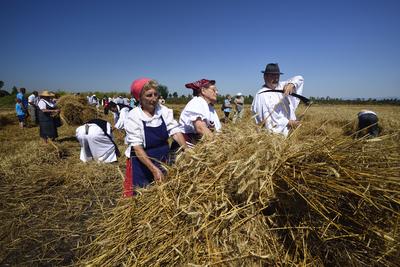 Jászapáti Aratónap-stock-foto
