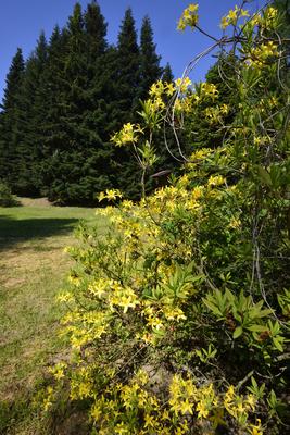 Jeli arborétum-stock-foto