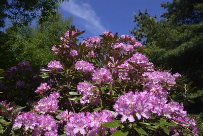 Jeli arborétum-stock-foto