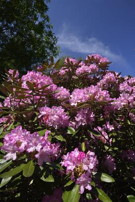 Jeli arborétum-stock-foto