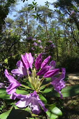 Jeli arborétum-stock-foto