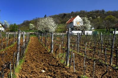 Mencshely-stock-foto