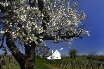 Mencshely-stock-foto