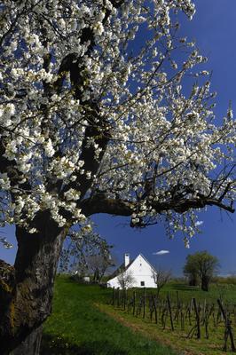 Mencshely-stock-foto