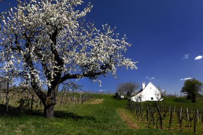 Mencshely-stock-foto