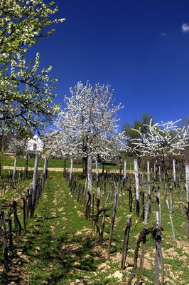 Mencshely-stock-foto