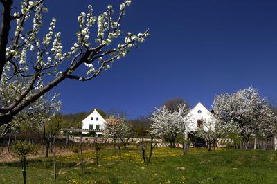 Mencshely-stock-foto