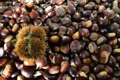 Szelíd gesztenye-stock-foto