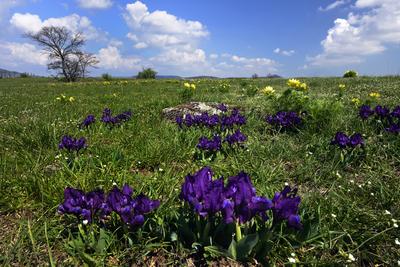 Kővágóőrs-stock-foto