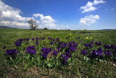 Kővágóőrs-stock-foto