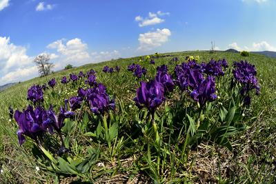 Kővágóőrs-stock-foto