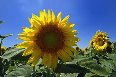 Kunhegyes-stock-foto