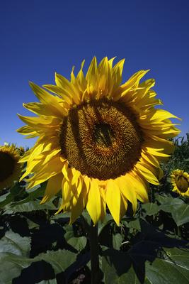Kunhegyes-stock-foto