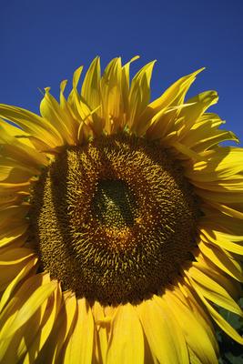 Kunhegyes-stock-foto
