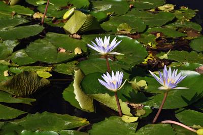 Miskolctapolca-stock-foto