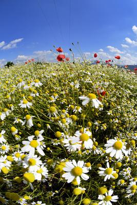 Nógrádi táj-stock-foto